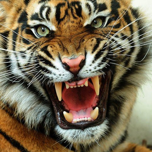 Detail Angry Tiger Nomer 6
