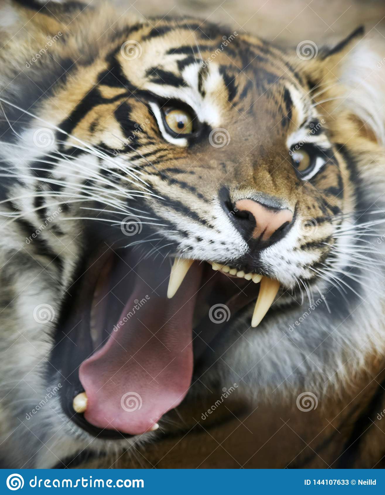 Detail Angry Tigers Images Nomer 2