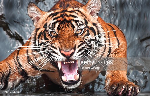 Detail Angry Tigers Images Nomer 3