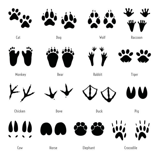 Detail Animal Footprints Clip Art Nomer 11