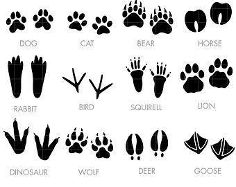 Detail Animal Footprints Clip Art Nomer 24