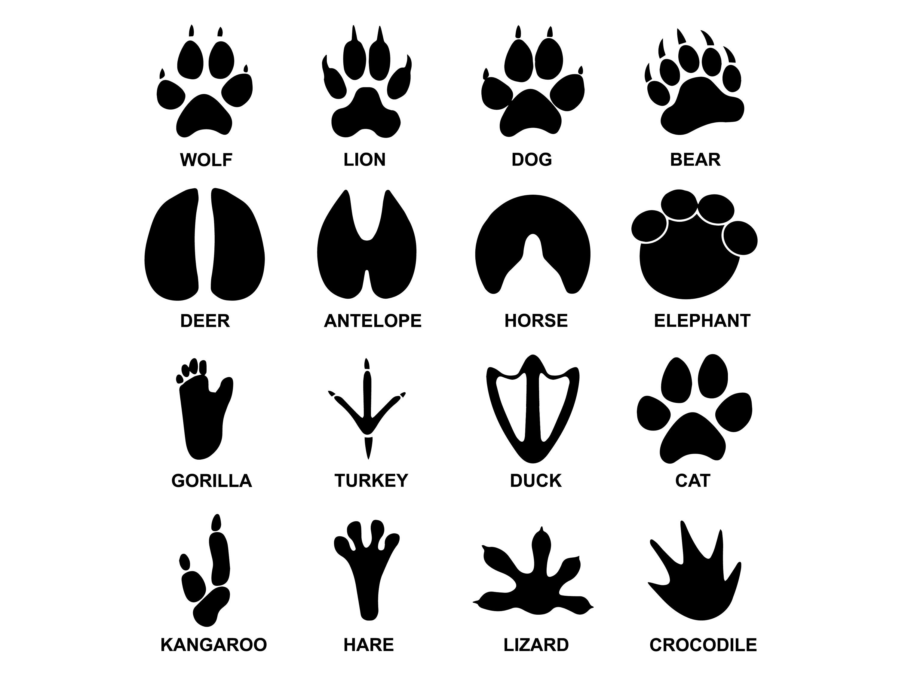 Detail Animal Footprints Clip Art Nomer 26