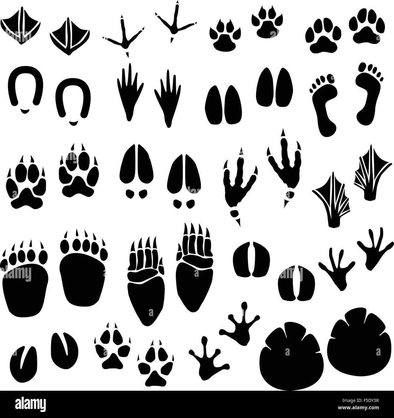 Detail Animal Footprints Clip Art Nomer 29