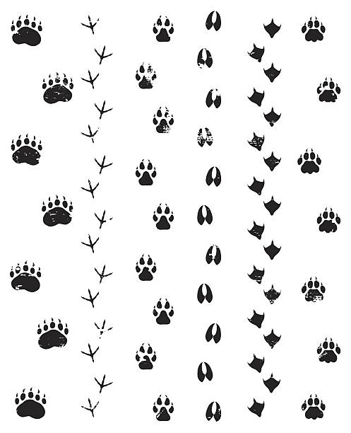 Detail Animal Footprints Clip Art Nomer 31
