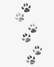 Detail Animal Footprints Clip Art Nomer 33