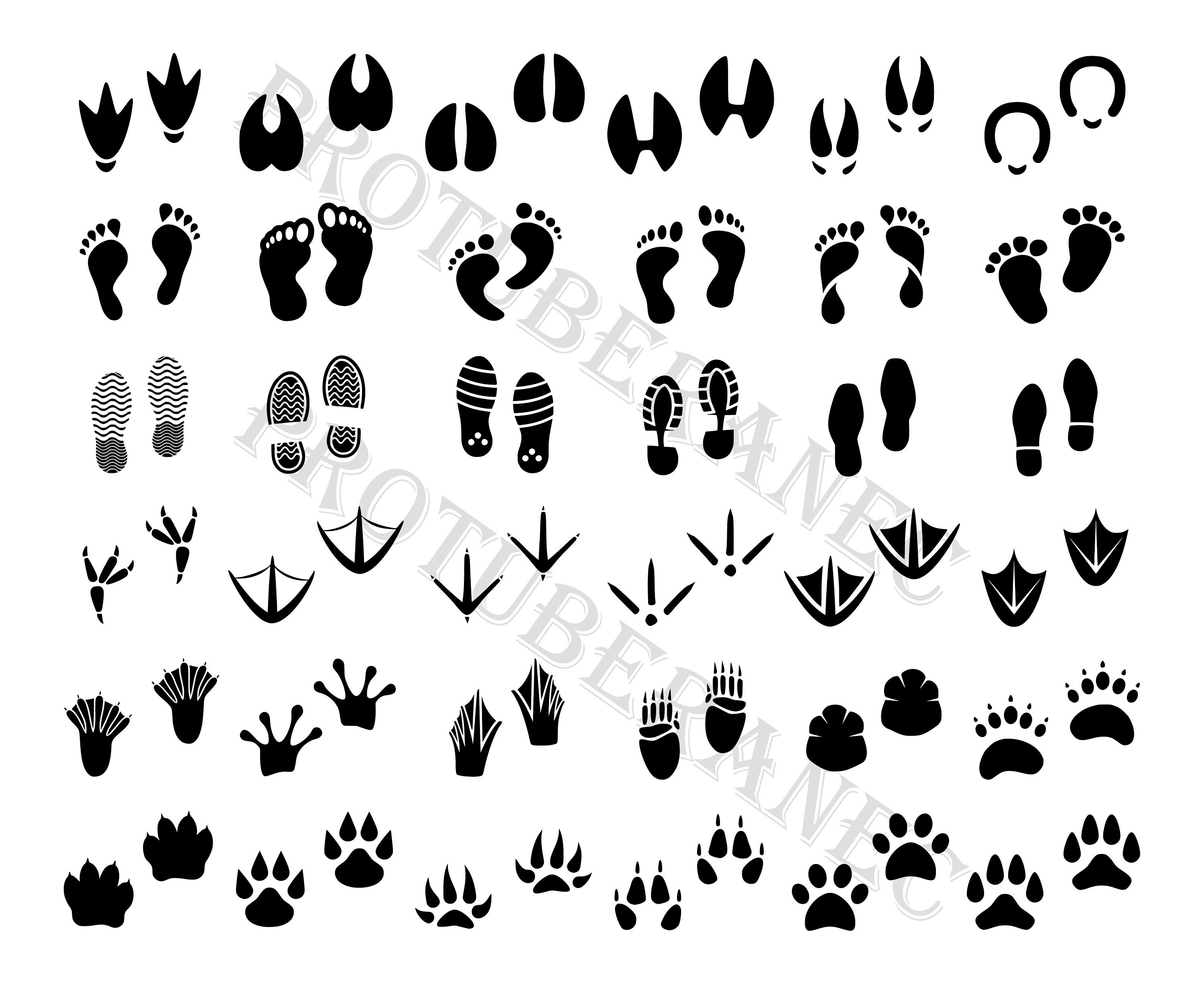 Detail Animal Footprints Clip Art Nomer 39