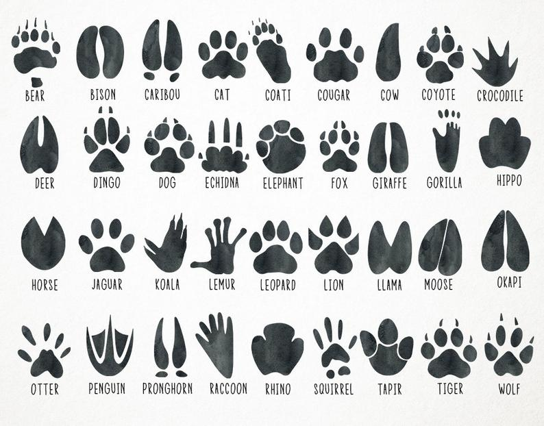 Detail Animal Footprints Clip Art Nomer 6