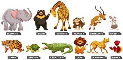 Detail Animal Images Free Download Nomer 16