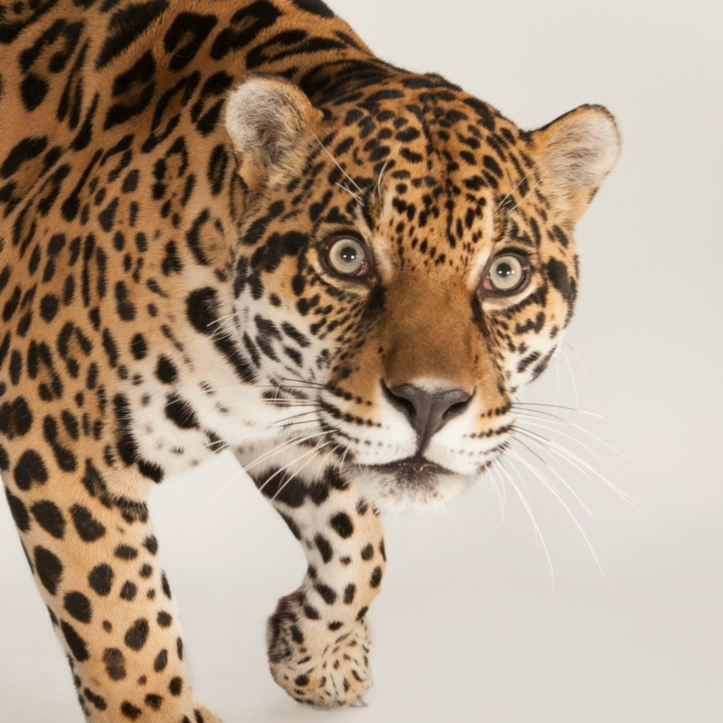 Animal Jaguar Picture - KibrisPDR