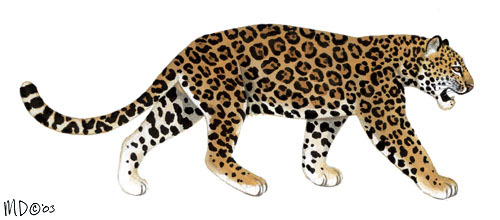 Detail Animal Jaguar Picture Nomer 25