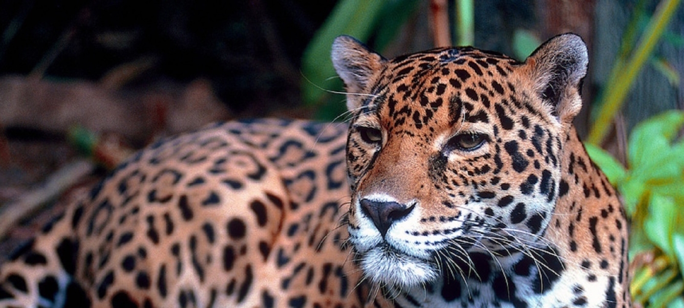 Detail Animal Jaguar Picture Nomer 33