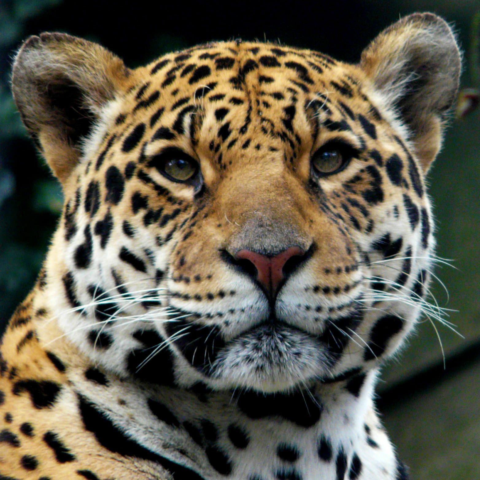 Detail Animal Jaguar Picture Nomer 5