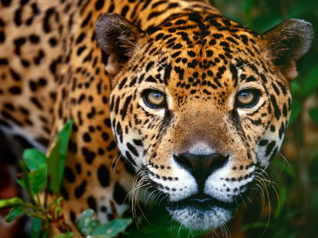 Detail Animal Jaguar Picture Nomer 42