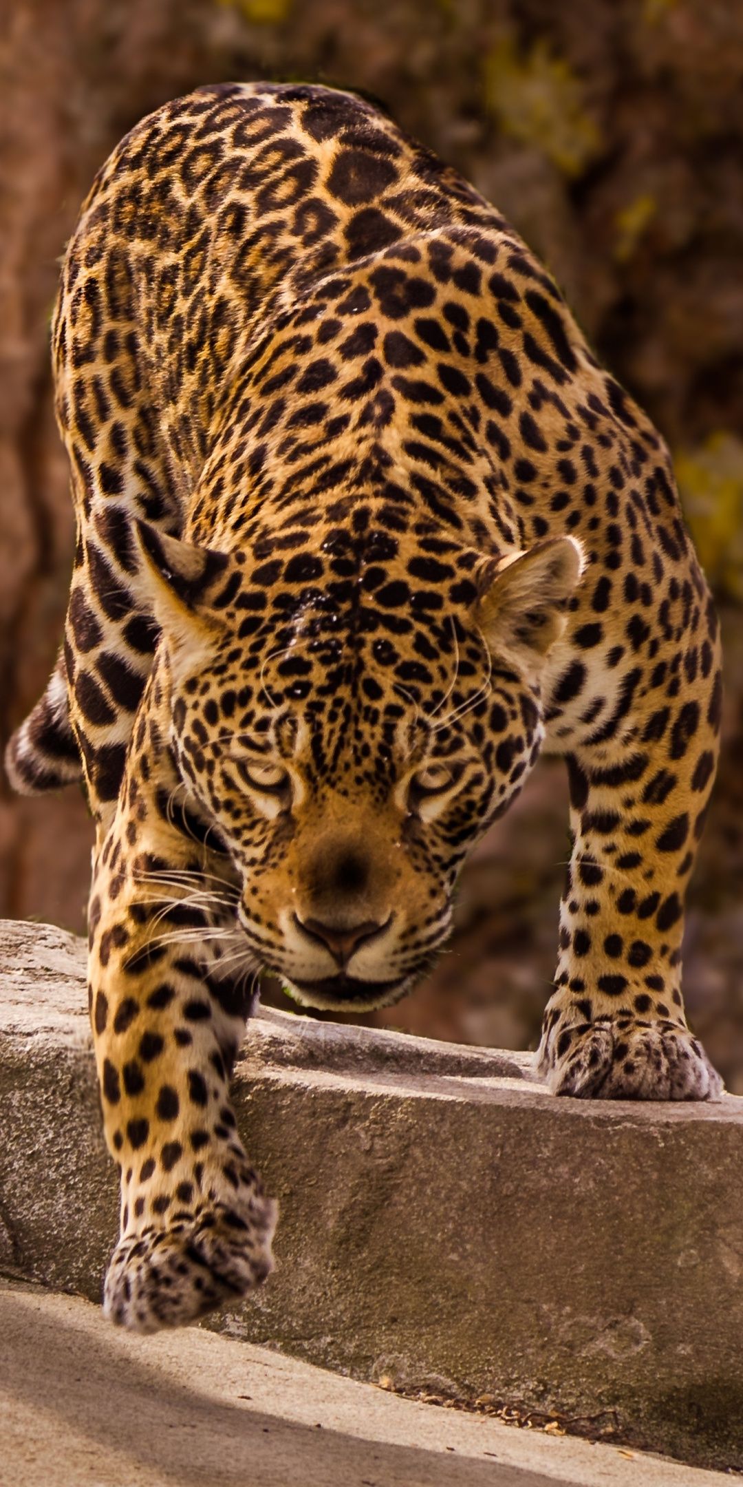 Detail Animal Jaguar Picture Nomer 52