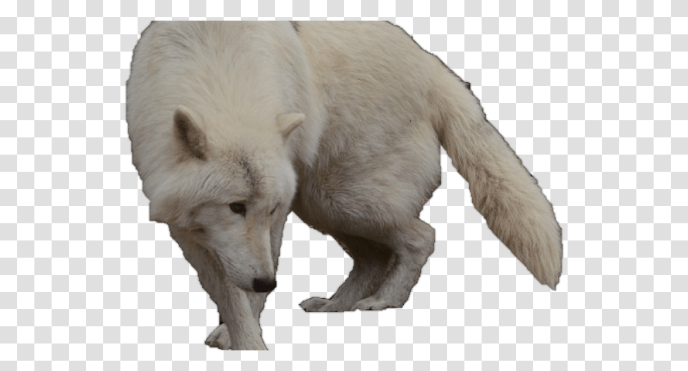 Detail Animal Jam Arctic Wolf Transparent Nomer 53