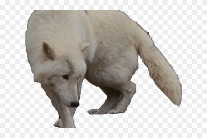 Detail Animal Jam Transparent Arctic Wolf Nomer 35