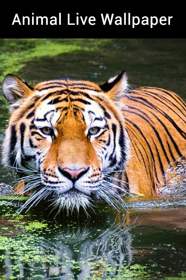 Detail Animal Live Wallpaper Nomer 47