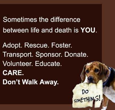 Detail Animal Shelter Quotes Nomer 53