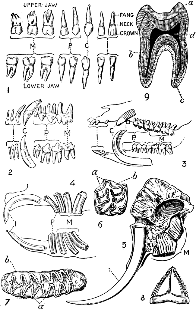 Detail Animal Teeth Clipart Nomer 48