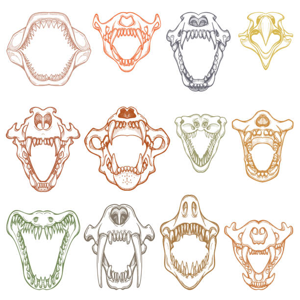 Detail Animal Teeth Clipart Nomer 7