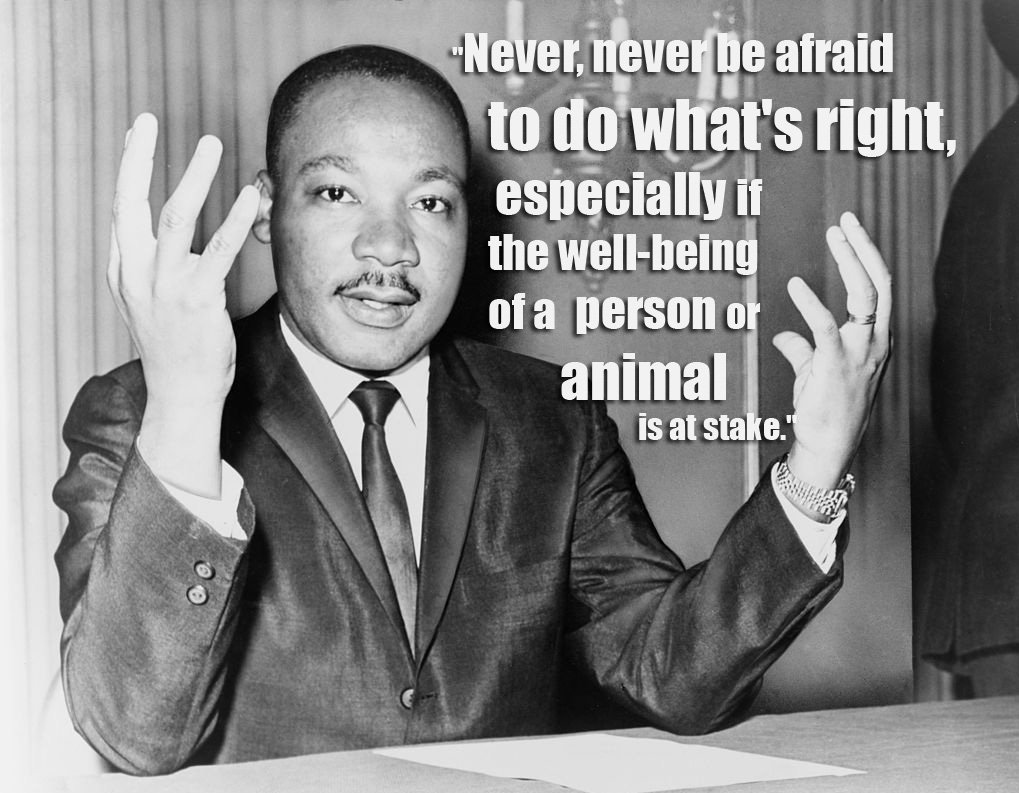 animal-welfare-quotes-58-koleksi-gambar