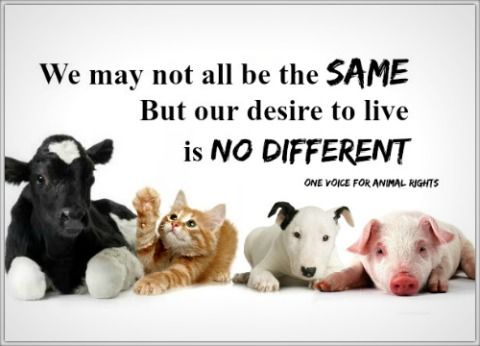 Detail Animal Welfare Quotes Nomer 11