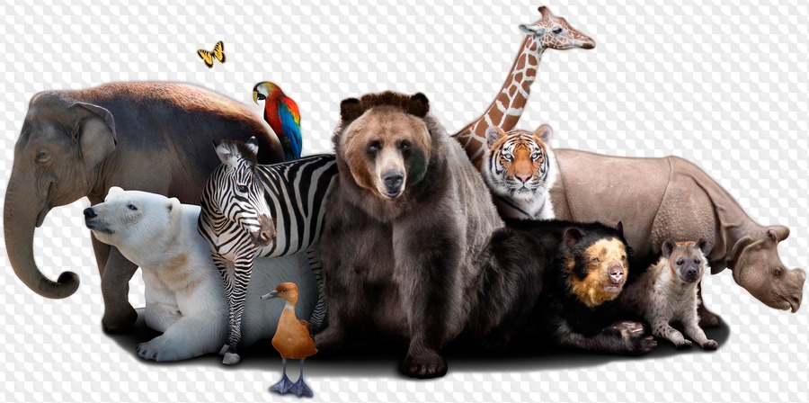 Detail Animales Png Nomer 19