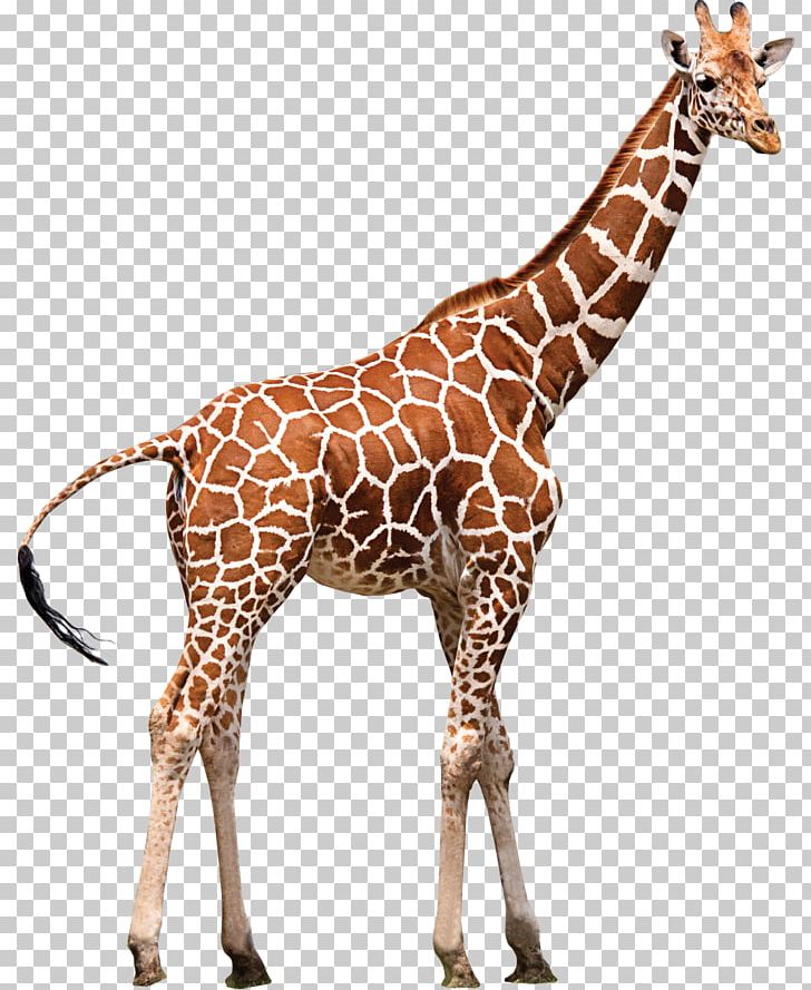 Detail Animales Png Nomer 36