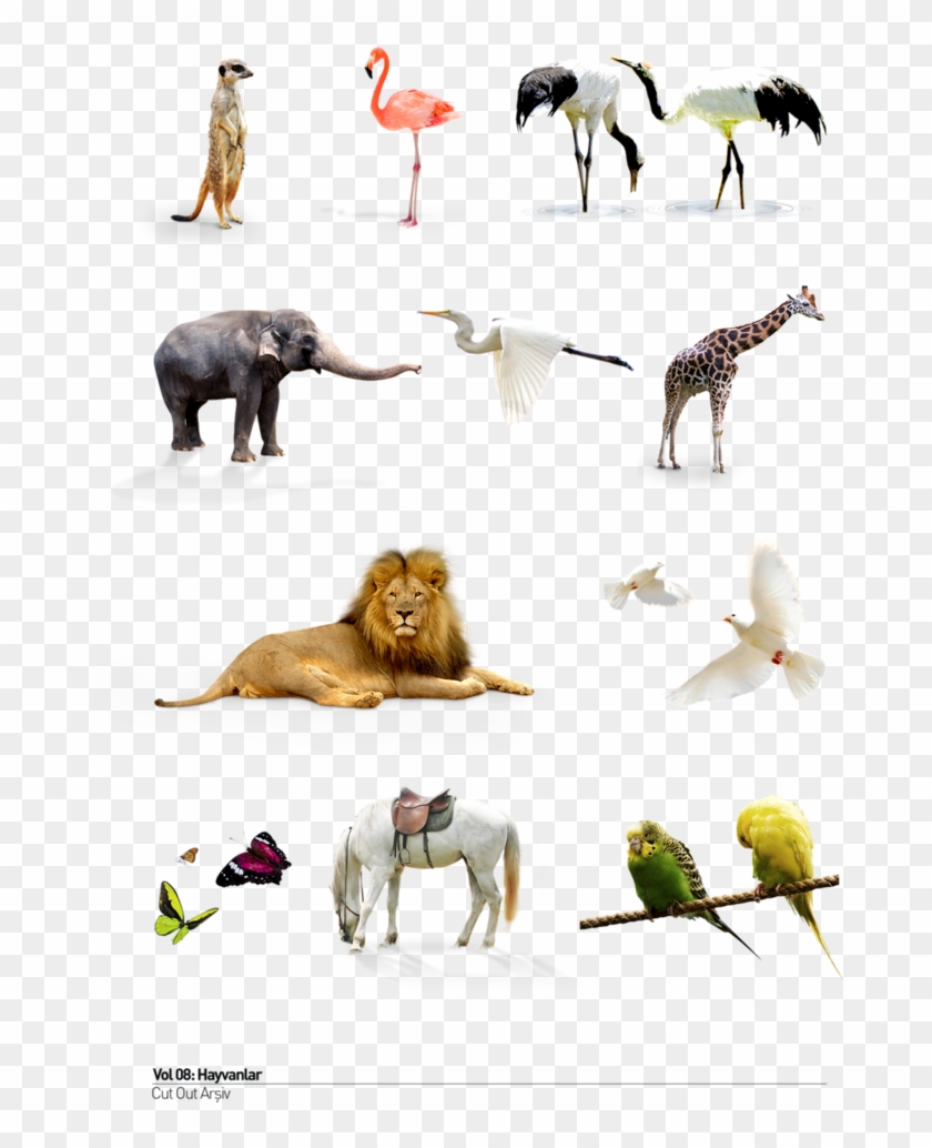 Detail Animales Png Nomer 37