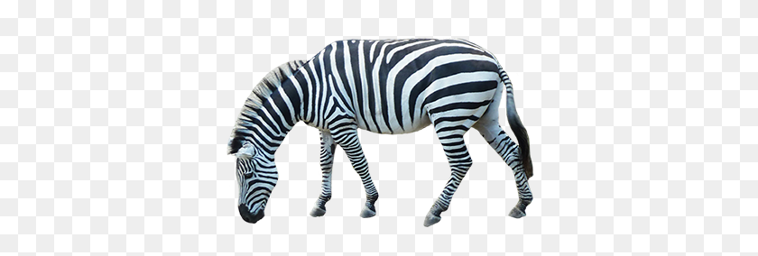 detail-animales-png-koleksi-nomer-39