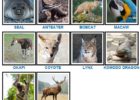 Animals 100 Pics 61 - KibrisPDR