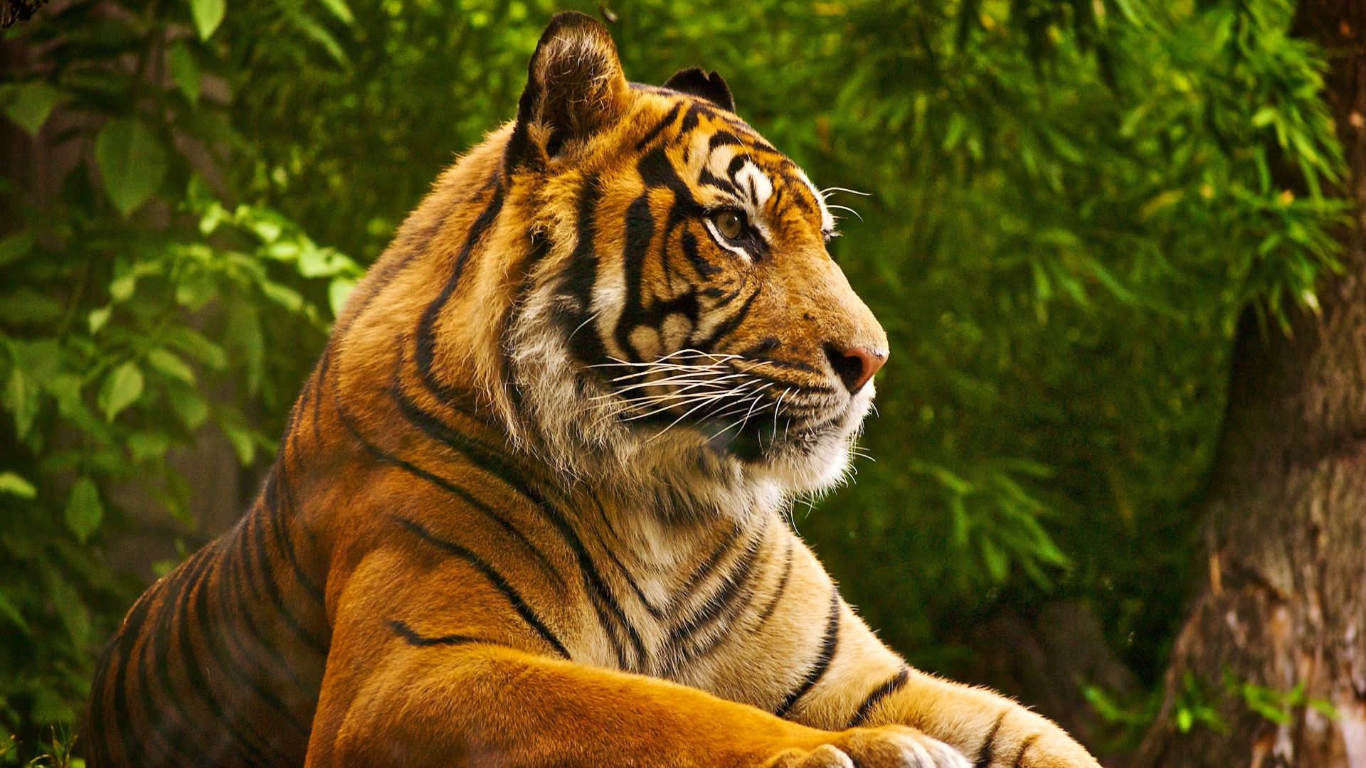 Detail Animals Hd Nomer 3