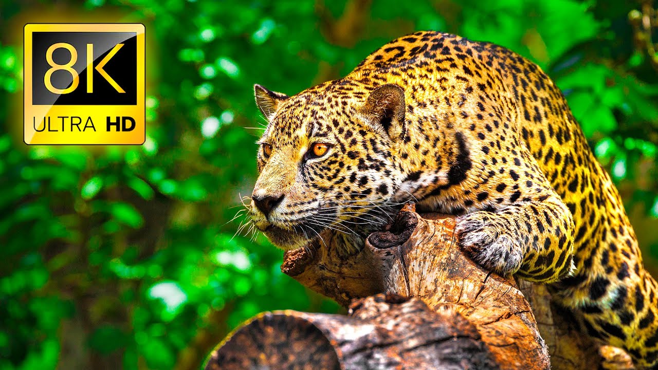 Detail Animals Hd Nomer 8