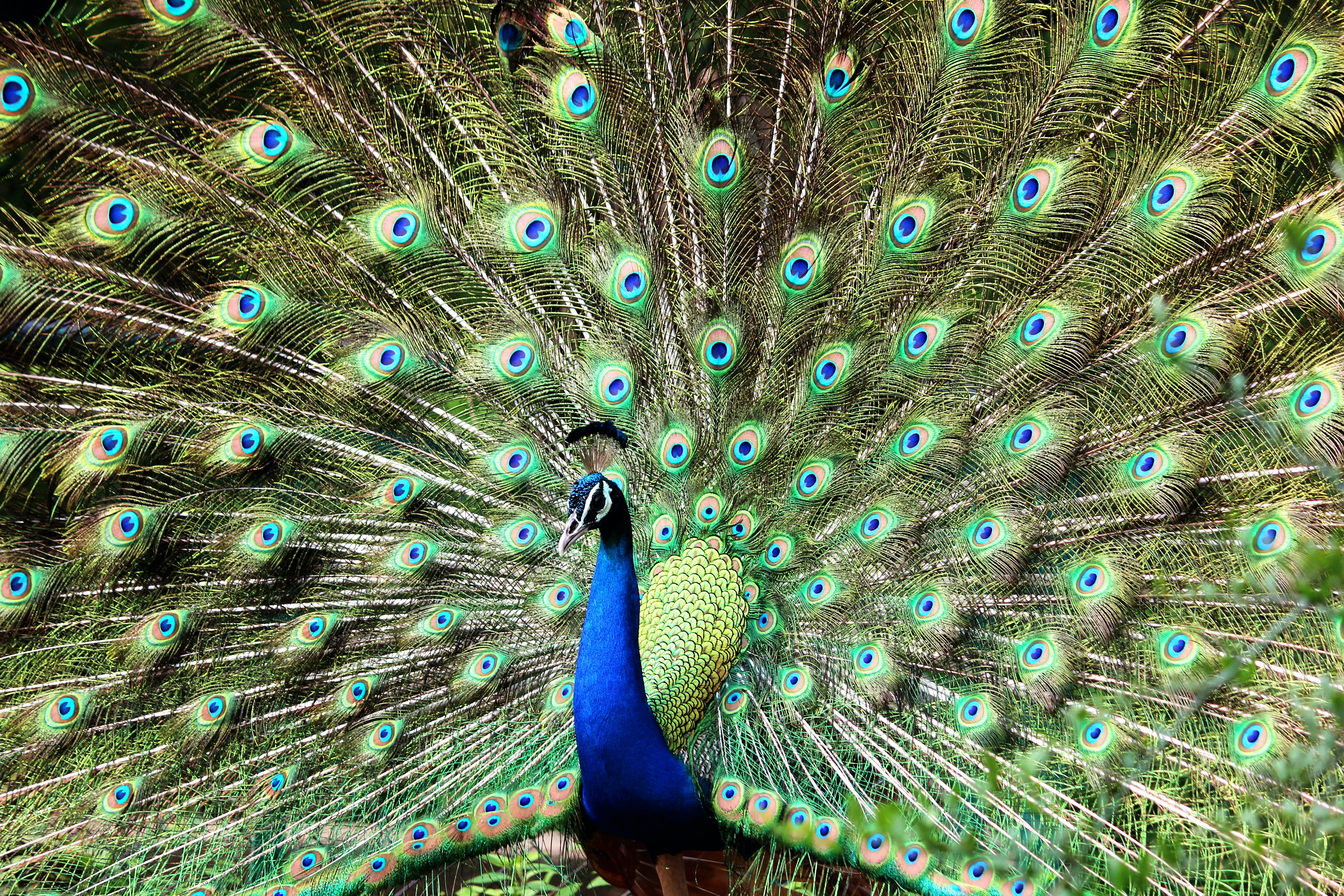 Detail Animals Hd Nomer 10