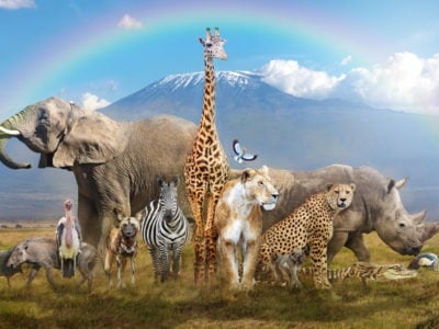 Animals Image - KibrisPDR