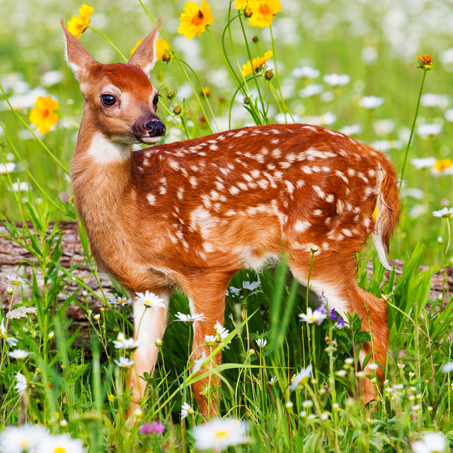 Detail Animals Image Nomer 2