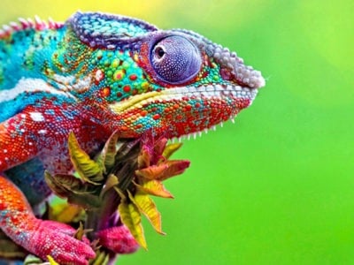Detail Animals Image Nomer 11