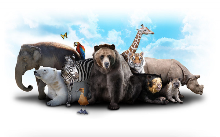 Detail Animals Image Nomer 18