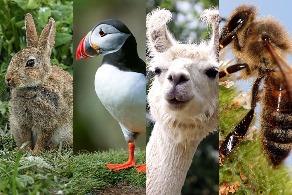 Detail Animals Image Nomer 19