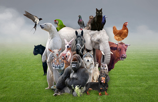 Detail Animals Image Nomer 21