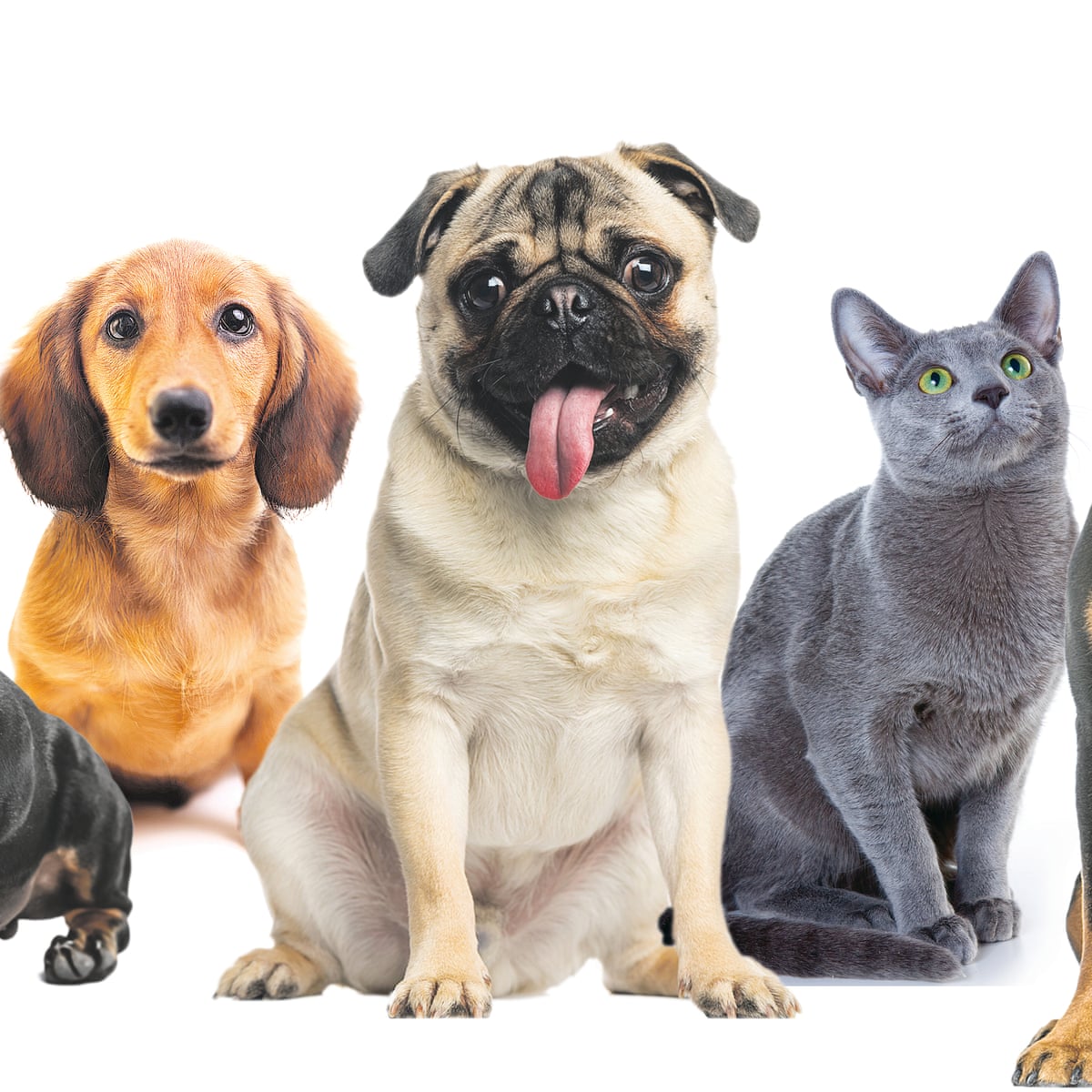 Detail Animals Image Nomer 29