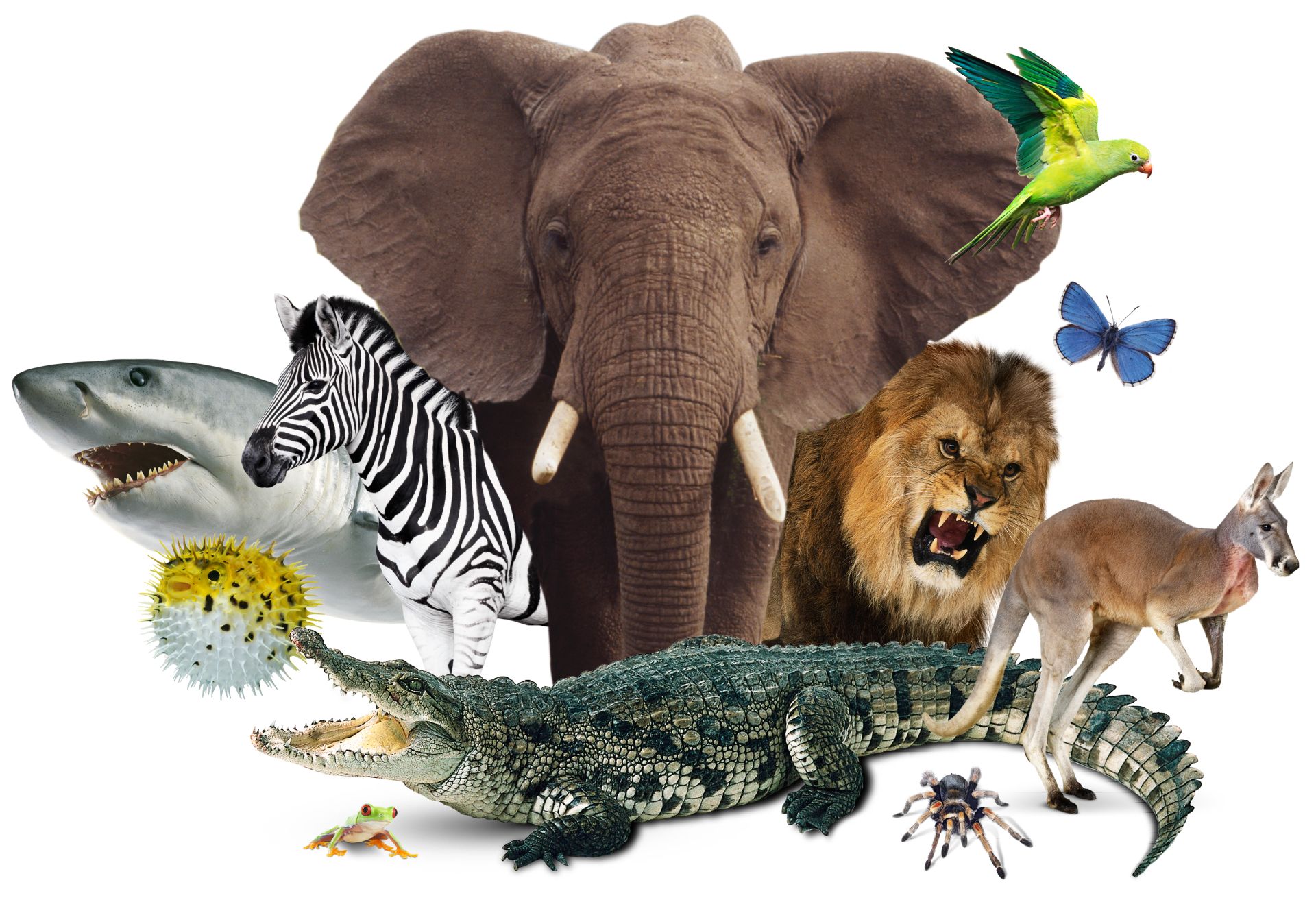 Detail Animals Image Nomer 4