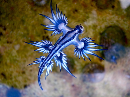 Detail Animals Image Nomer 31