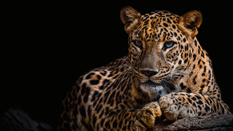 Detail Animals Image Nomer 46
