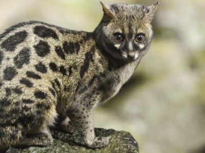 Detail Animals Image Nomer 51