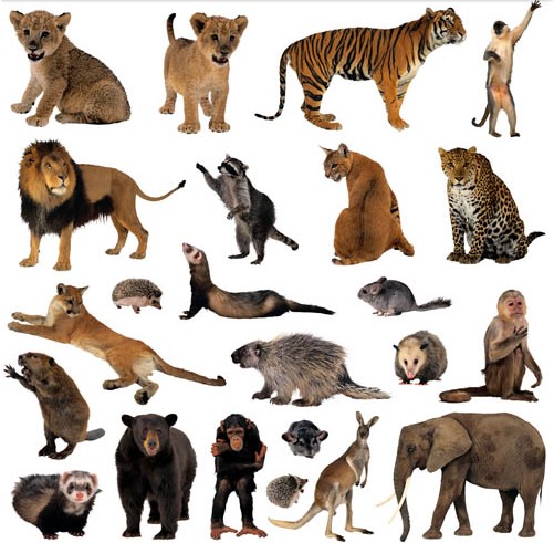 Detail Animals Image Free Download Nomer 12