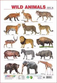 Detail Animals Image Free Download Nomer 15