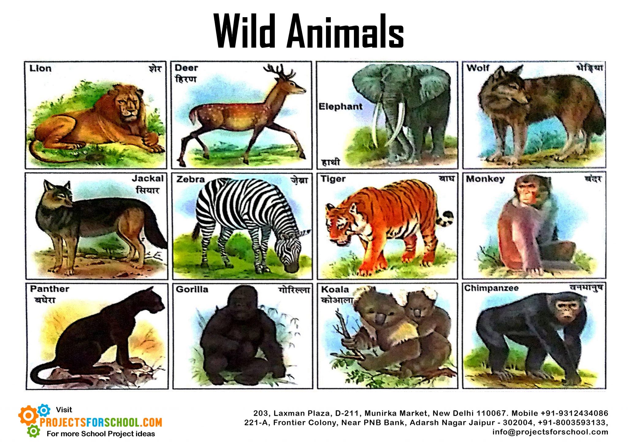 Detail Animals Image Free Download Nomer 31