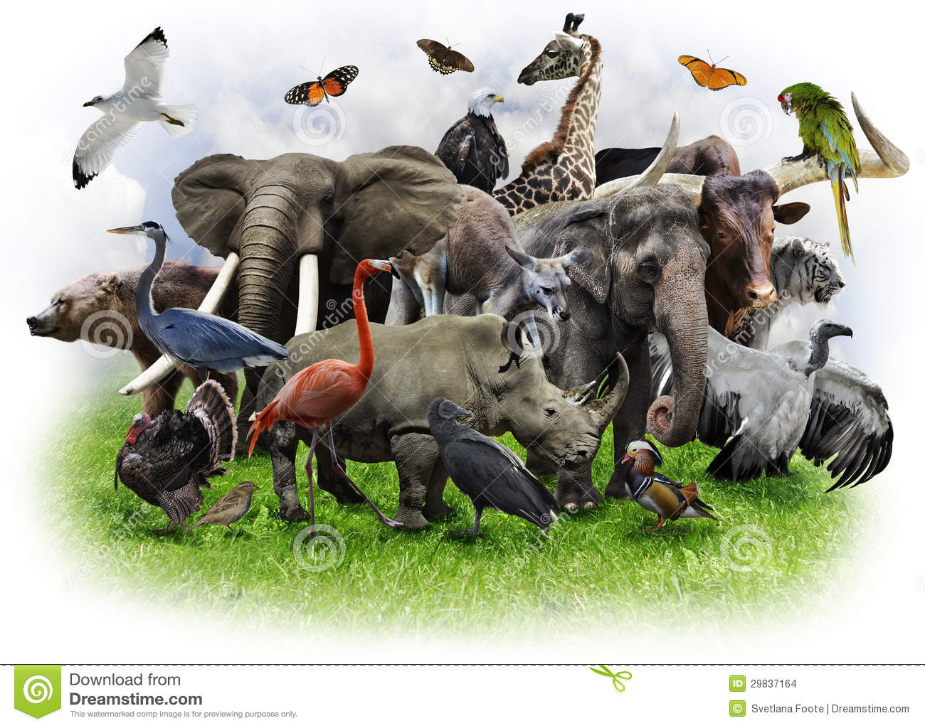 Detail Animals Photo Free Download Nomer 47