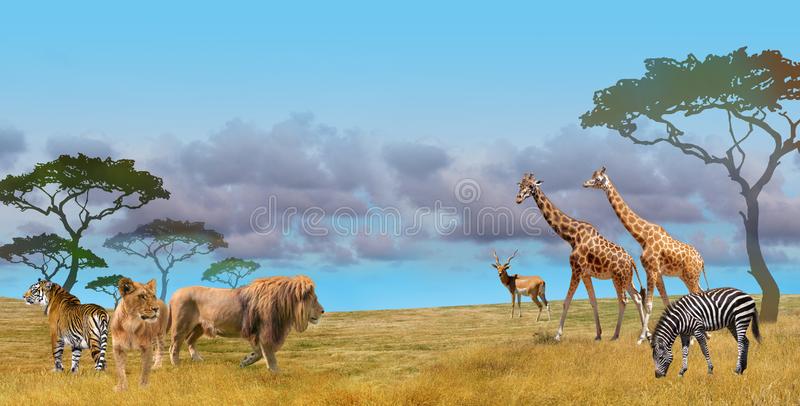 Detail Animals Pictures Free Download Nomer 19